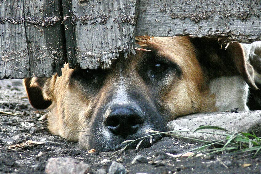 Директору нацпарка «Дилижан» предъявили обвинение за убийство собаки 