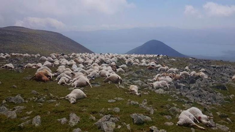 Ջավախքում կայծակի հարվածից 530 գլուխ ոչխար է անկել