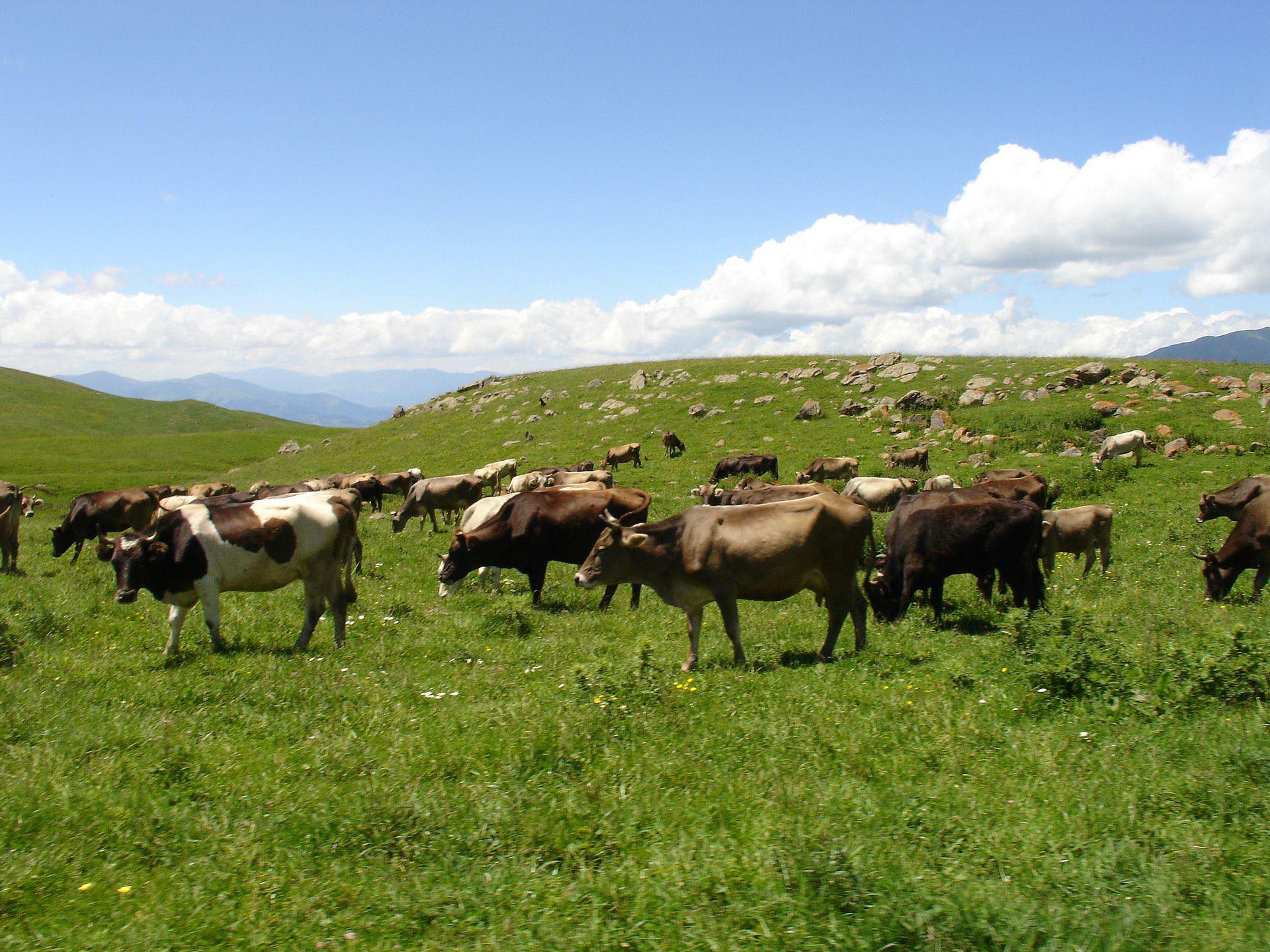 В сфере сельского хозяйства Армении самая низкая производительность – министр
