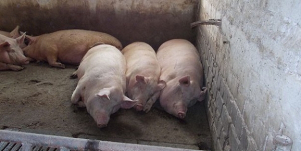 МЧС: Случаи массового падежа свиней зафиксированы в Сюнике 