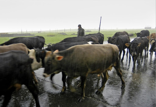 Ադրբեջանցիները հափշտակել են Ճարտար գյուղի բնակչի 32 կովն ու 13 հորթը. Արցախի ՔԿ