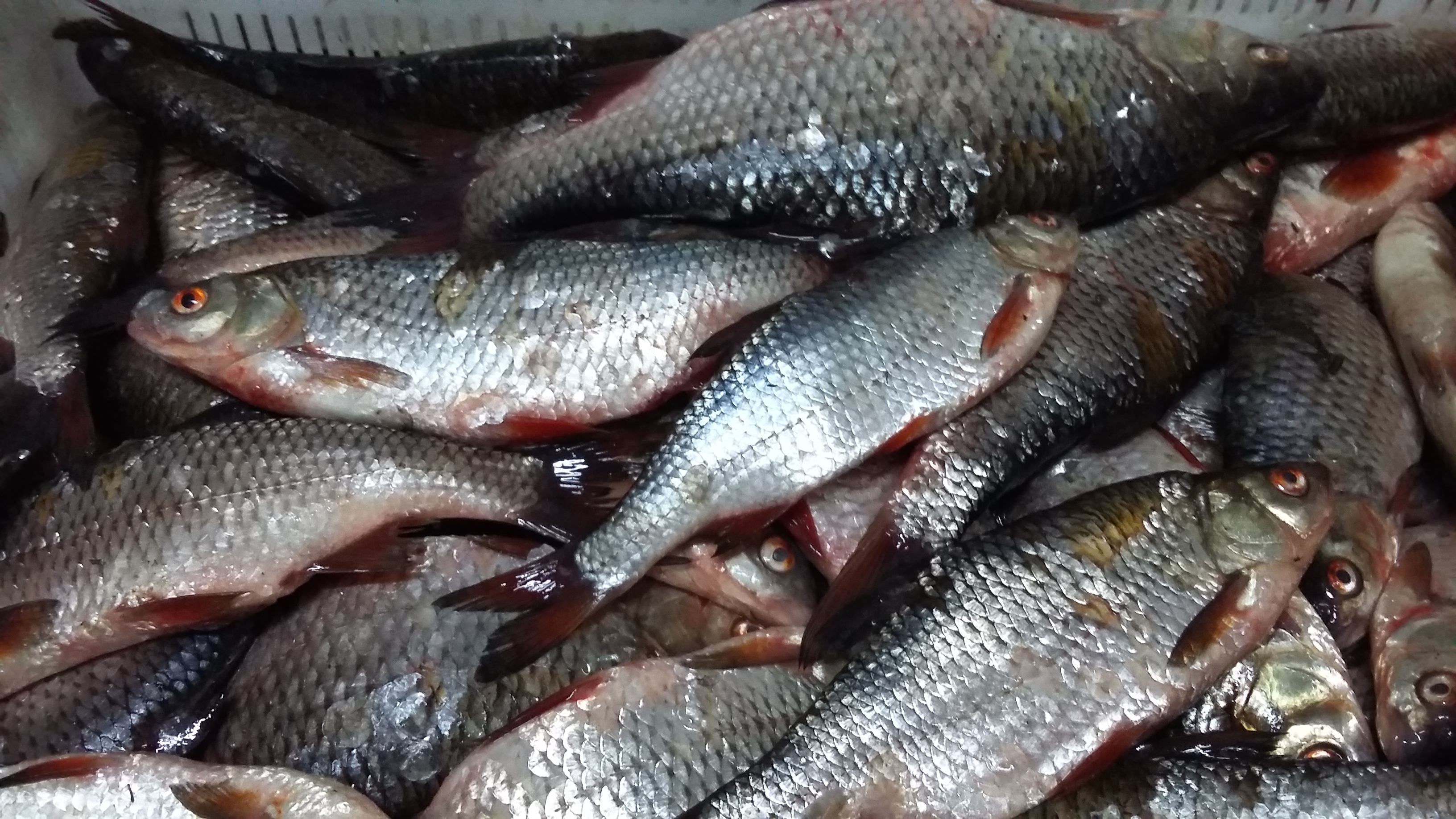 Россельхознадзор запретил отправку в Армению 710 кг замороженной рыбы и морепродуктов