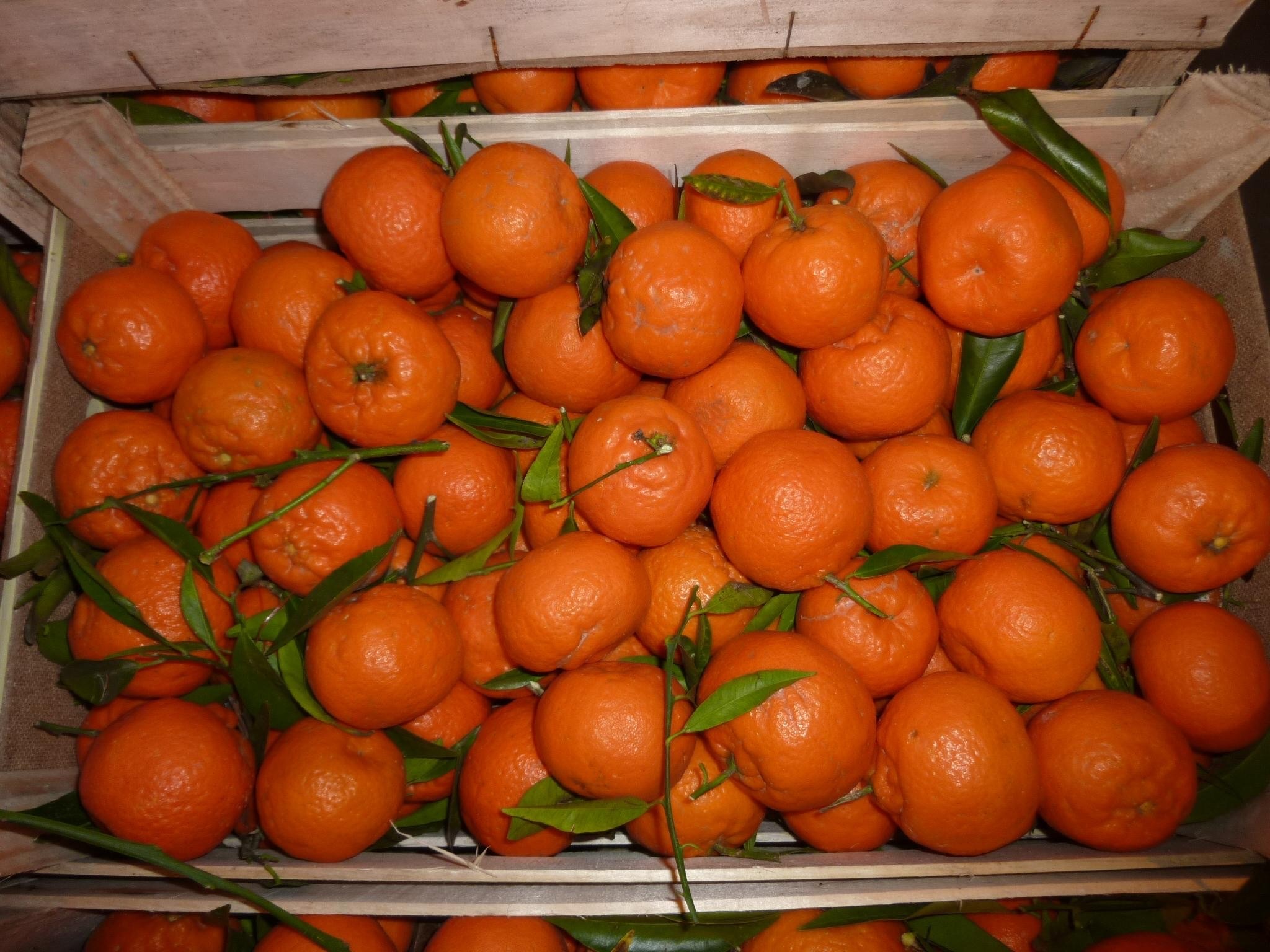 Армения лидирует по импорту грузинских мандаринов
