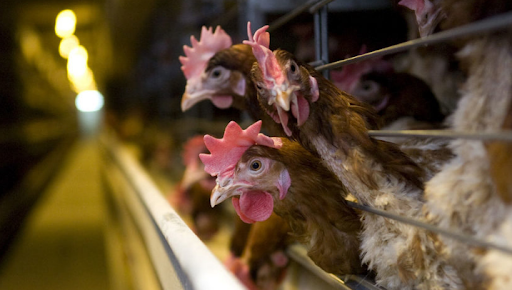 Армения запрещает ввоз курятины из Винницкой области Украины 
