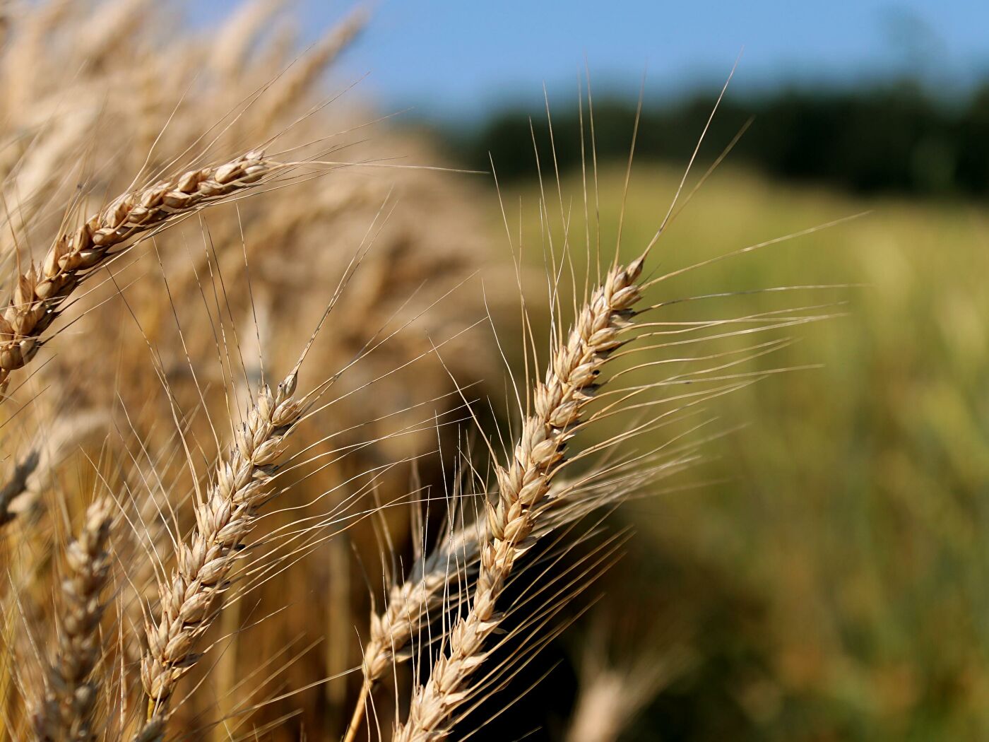 Белоруссия запретила вывоз зерна