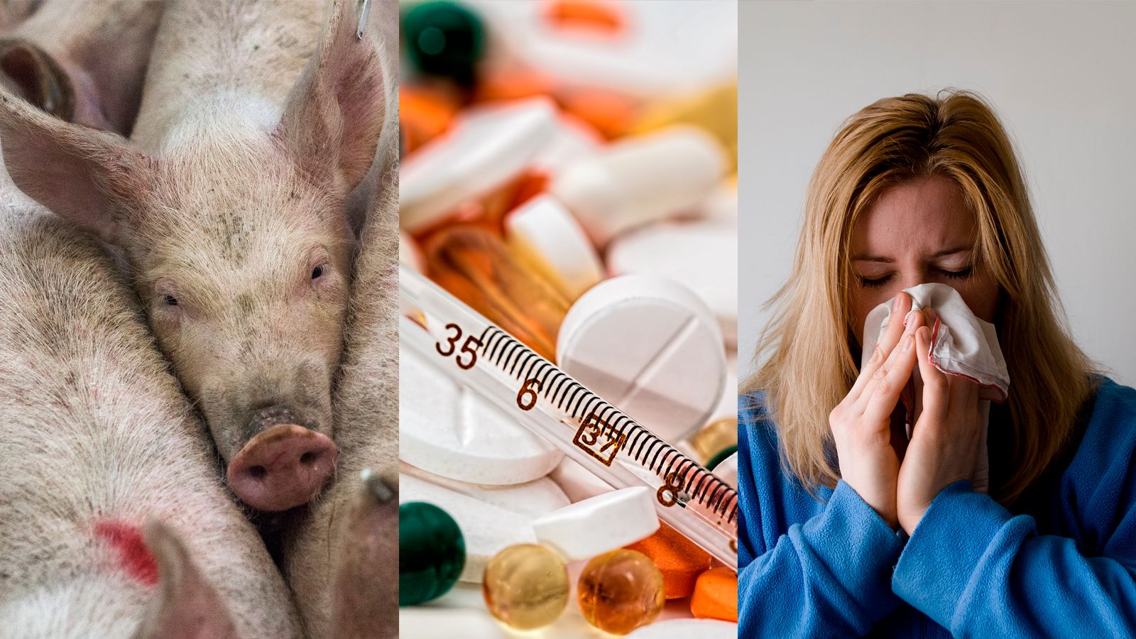 Эпидемия свиного гриппа началась в Калининграде - Роспотребнадзор