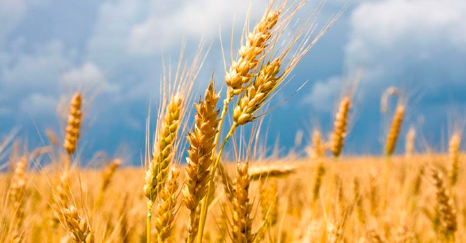 ЮКЖД снизило тарифные ставки на перевозку зерна и шрота на 52%
