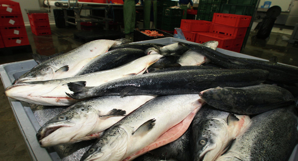 Սոչիի օդանավակայանում առգրավել են ՀՀ-ից տեղափոխված 280 կգ ձուկ. ՊԵԿ-ը պարզաբանում է