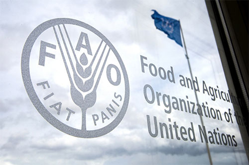 Мировые цены на продовольствие в 2022 году выросли на 14,3% — ФАО 